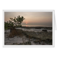 Mangrove tree at sunrise card