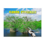 Mangrove Trees & Anhinga, Florida Everglades postcards