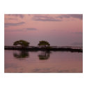 Mangroves at sunset posters