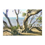 Mangroves Mangroves