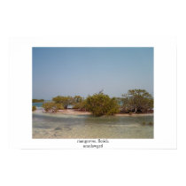 mangroves, florida posters by umnlawgrrl mangroves, florida posters