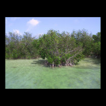 Mangroves in the Florida Keys posters