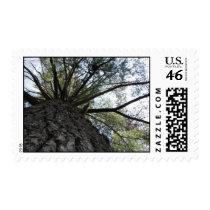 Manitowish River Pine postage