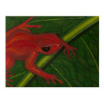 Manny The Mantella (Frog) Postcard