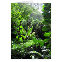 Mānoa stream bed greeting cards