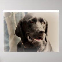 Man's Best Friend Black Lab Print
