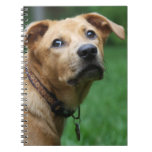 best laptop notebook computer | pets, dog, dogs, puppy, cute, animals, pet dog, pets, dog, dogs, puppy, cute, animals, pet dog,