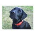 Mans Best Friend posters