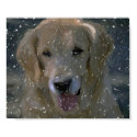 Man's Best Friend posters by rscott1231 Man's Best Friend posters
