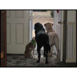 mans best friends stamp