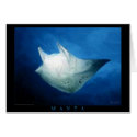 Manta cards by Soraia Manta cards