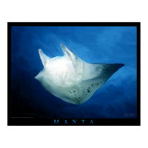 Manta posters by Soraia Manta posters