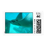 Manta Ray Postage Stamp