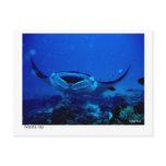 manta ray postcard - 01