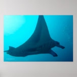 Manta Ray Posters