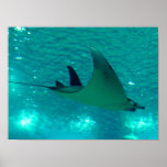 MANTA RAY POSTERS