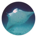 Manta stickers