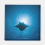 Manta swimming underwater fridge magnets