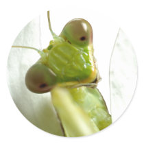 Mantids stickers