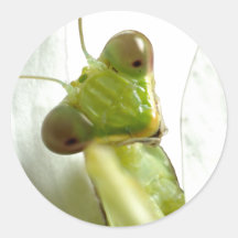 Mantids Stickers