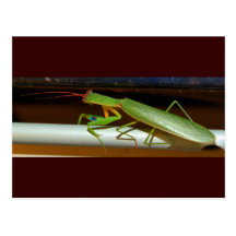 mantis3 post cards