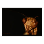 Mantis 15 ~ ATC business cards