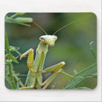 Mantis 475 Mousepad