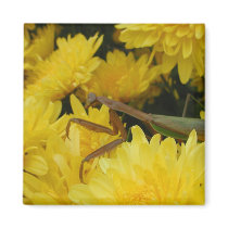 Mantis & Chrysanthemums - Magnet #4 by bontondesigns Mantis & Chrysanthemums - Magnet #4