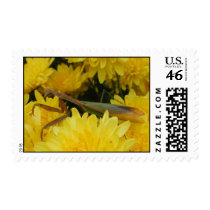Mantis & Chrysanthemums - Postage #1 postage