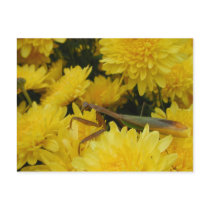Mantis & Chrysanthemums - Postcard #1