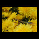 Mantis & Chrysanthemums - Poster #1 posters