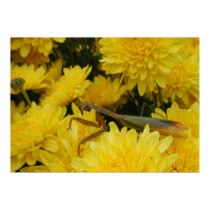 Mantis & Chrysanthemums - Poster #1 posters