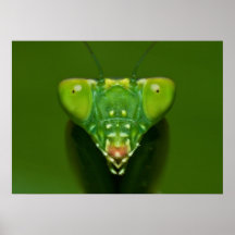 Mantis Print