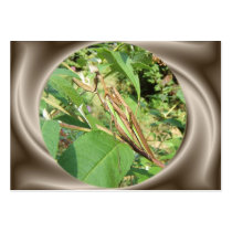 Mantis Prenupts ~ ATC business cards