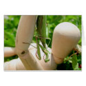 Mantis religiosa cards by EMangl Mantis religiosa cards