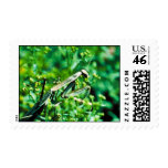 Mantis religiosa envio
