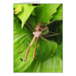 Mantis Romance ~ card
