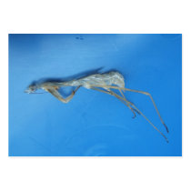 Mantis Skin ~ ATC Business Card