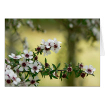 Manuka in bloom cards