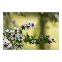 Manuka in Bloom posters