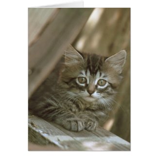 Manx Kitten card
