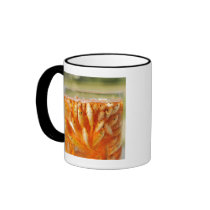 Many goldfish which are in the glass container coffee mugs