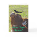 Many Happy Returns! cards