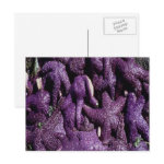 Many Purple Starfish Postcard postcard