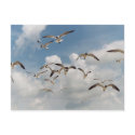 Many Seagulls Postcard