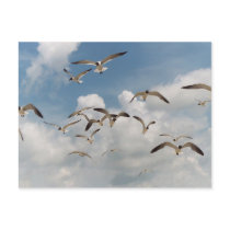 Many Seagulls Postcard by Captain_Panama Many Seagulls Postcard