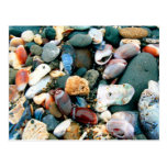 Many Shells Postcards