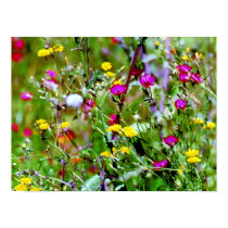 Many Small Colorful Wildflowers posters
