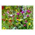 Many Small Colorful Wildflowers posters by dma847 Many Small Colorful Wildflowers posters