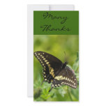 ManyThanks, TEYoung photo cards